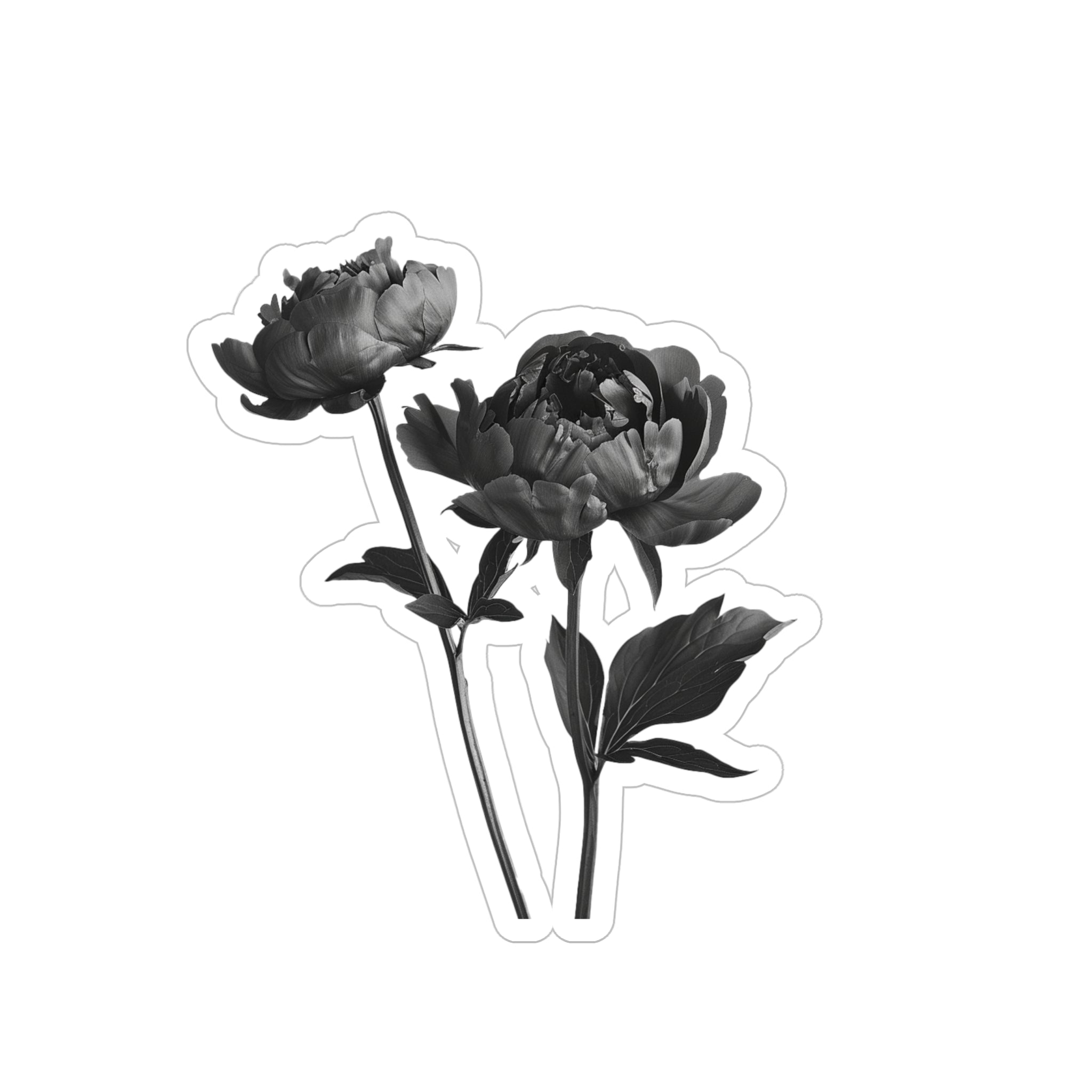 Black and white two peonies die-cut transparent sticker, made from water-resistant vinyl. Available in 4 sizes for indoor and outdoor use. Customize laptops, water bottles, cars, and more. Please note: Design may be difficult to see on dark surfaces, and small details may be cut as one shape. Assembled in the USA from globally sourced parts. Embrace the opulent beauty and natural grace of peonies in your everyday life.